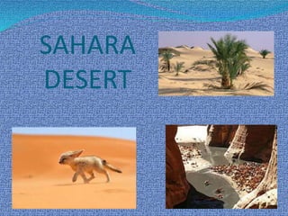 SAHARA
DESERT
 