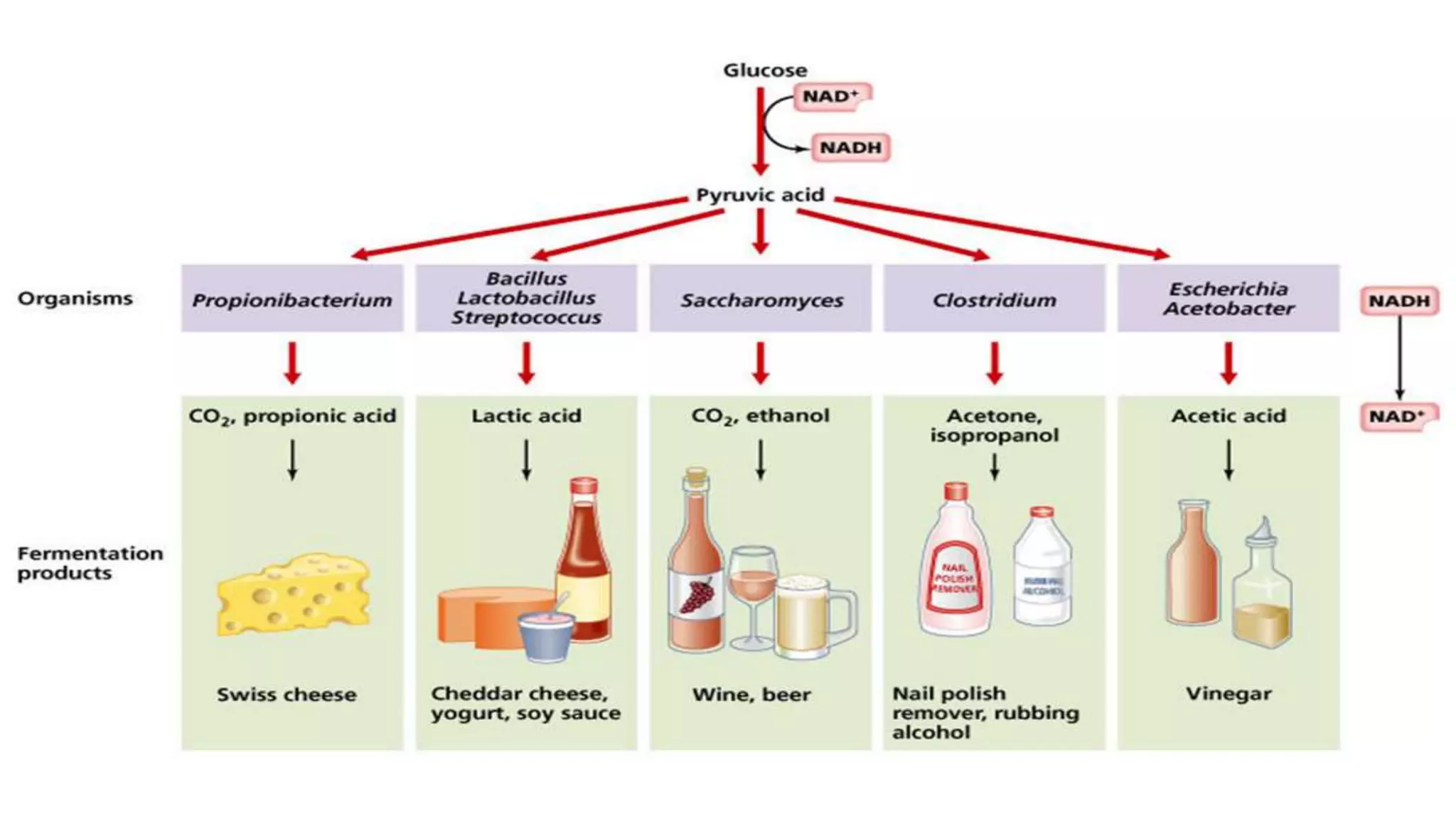 Aerobic respiration vs anaerobic respiration vs fermentation pptx
