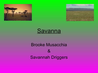 Savanna Brooke Musacchia & Savannah Driggers 