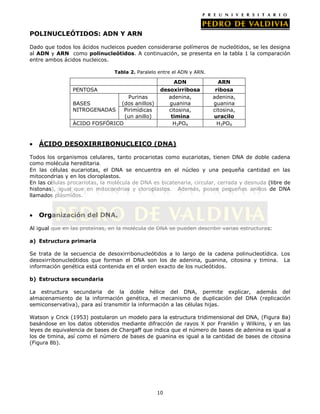 10
POLINUCLEÓTIDOS: ADN Y ARN
Dado que todos los ácidos nucleicos pueden considerarse polímeros de nucleótidos, se les designa
al ADN y ARN como polinucleótidos. A continuación, se presenta en la tabla 1 la comparación
entre ambos ácidos nucleicos.
Tabla 2. Paralelo entre el ADN y ARN.
ADN ARN
PENTOSA desoxirribosa ribosa
BASES
NITROGENADAS
Purinas
(dos anillos)
adenina,
guanina
adenina,
guanina
Pirimídicas
(un anillo)
citosina,
timina
citosina,
uracilo
ÁCIDO FOSFÓRICO H3PO4 H3PO4
ÁCIDO DESOXIRRIBONUCLEICO (DNA)
Todos los organismos celulares, tanto procariotas como eucariotas, tienen DNA de doble cadena
como molécula hereditaria.
En las células eucariotas, el DNA se encuentra en el núcleo y una pequeña cantidad en las
mitocondrias y en los cloroplastos.
En las células procariotas, la molécula de DNA es bicatenaria, circular, cerrada y desnuda (libre de
histonas), igual que en mitocondrias y cloroplastos. Además, posee pequeños anillos de DNA
llamados plásmidos.
Organización del DNA.
Al igual que en las proteínas, en la molécula de DNA se pueden describir varias estructuras:
a) Estructura primaria
Se trata de la secuencia de desoxirribonucleótidos a lo largo de la cadena polinucleotídica. Los
desoxirribonucleótidos que forman el DNA son los de adenina, guanina, citosina y timina. La
información genética está contenida en el orden exacto de los nucleótidos.
b) Estructura secundaria
La estructura secundaria de la doble hélice del DNA, permite explicar, además del
almacenamiento de la información genética, el mecanismo de duplicación del DNA (replicación
semiconservativa), para así transmitir la información a las células hijas.
Watson y Crick (1953) postularon un modelo para la estructura tridimensional del DNA, (Figura 8a)
basándose en los datos obtenidos mediante difracción de rayos X por Franklin y Wilkins, y en las
leyes de equivalencia de bases de Chargaff que indica que el número de bases de adenina es igual a
los de timina, así como el número de bases de guanina es igual a la cantidad de bases de citosina
(Figura 8b).
 