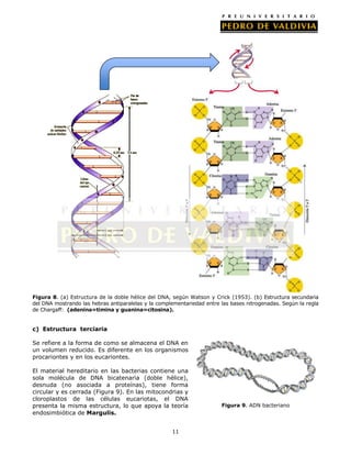 11
Figura 8. (a) Estructura de la doble hélice del DNA, según Watson y Crick (1953). (b) Estructura secundaria
del DNA mostrando las hebras antiparalelas y la complementariedad entre las bases nitrogenadas. Según la regla
de Chargaff: (adenina=timina y guanina=citosina).
c) Estructura terciaria
Se refiere a la forma de como se almacena el DNA en
un volumen reducido. Es diferente en los organismos
procariontes y en los eucariontes.
El material hereditario en las bacterias contiene una
sola molécula de DNA bicatenaria (doble hélice),
desnuda (no asociada a proteínas), tiene forma
circular y es cerrada (Figura 9). En las mitocondrias y
cloroplastos de las células eucariotas, el DNA
presenta la misma estructura, lo que apoya la teoría
endosimbiótica de Margulis.
Figura 9. ADN bacteriano
 