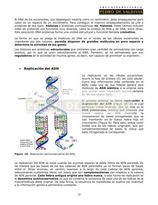 12
El DNA de los eucariontes, que desplegado mediría como un centímetro, debe empaquetarse para
caber en un espacio de un micrómetro. Para conseguir el máximo empaquetamiento se une a
proteínas de dos tipos: histonas y proteínas cromosómicas no histonas. Estas últimas incluyen
miles de proteínas con funciones muy diversas, como la síntesis de RNA o de DNA, entre otras.
Esta asociación DNA-proteínas forma una unidad estructural y funcional llamada cromatina.
La forma en que se pliega la molécula de DNA en el núcleo de las células eucariontes es
importante por dos razones: permite disponer de grandes moléculas en poco espacio y
determina la actividad de los genes.
Las histonas son proteínas estructurales que contienen gran cantidad de aminoácidos con carga
positiva, por lo que se unen estrechamente al DNA. También, se ha demostrado que son
reguladoras de la actividad de muchos genes, es decir, son capaces de promover su expresión.
Replicación del ADN
La replicación en las células eucariontes,
ocurre la fase de síntesis (S) del ciclo celular.
Como esa información está contenida en el
ADN, cada una de sus hebras genera otra
molécula de ADN idéntica a la original para
que ambas sean repartidas equitativamente
en las dos células hijas.
El proceso anterior se llama replicación o
duplicación del ADN (Figura 10) en la cual
participan varias enzimas. Una de ellas es la
ADN polimerasa, enzima que sintetiza una
nueva cadena de ADN mediante la
incorporación de bases nitrogenadas que se
van insertando en la nueva hebra hija en
crecimiento (Figura 8). Para esto, utiliza como
molde una de las hebras originales, que por
complementariedad de bases le indica qué
base nitrogenada le corresponde.
Figura 10. Replicación semiconservativa del ADN.
La replicación del ADN se inicia cuando las enzimas separan la doble hélice de ADN parental, de
tal manera que las bases de las dos cadenas de ADN parentales ya no forman pares de bases
entre sí. Otras enzimas, en cambio, avanzan a lo largo de cada cadena de ADN parental,
seleccionando nucleótidos libres con bases que son complementarias con respecto a la cadena
de ADN parental. Cada hebra antigua origina una hebra nueva, a esta forma de replicación se
le denomina semiconservativa ya que se conserva la secuencia de cada una de las hebras de la
macromolécula doble original. De esta forma, la secuencia de nucleótidos se duplica con exactitud
y la información genética permanece constante.
 
