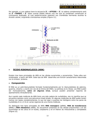 13
Por ejemplo, si una cadena tiene la secuencia 5’ – ATTCGG – 3’, la cadena complementaria será
de 3’ –TAAGCC – 5’. Estas nuevas dobles hélices una vez que se condensan constituyen el
cromosoma duplicado, el cual posteriormente separará sus cromátidas hermanas durante la
división celular, originando cromosomas simples (Figura 11).
Figura 11. Cromosomas duplicados después de la replicación del ADN.
ÁCIDO RIBONUCLEICO (ARN)
Existen tres tipos principales de ARN en las células eucariontes y procariontes. Todos ellos son
sintetizados a partir del ADN. Cada tipo de ARN desarrolla una función característica relacionada
con la síntesis proteica.
Composición
El RNA es un polirribonucleótido formado fundamentalmente por lo ribonucleótidos de adenina,
guanina, citosina y uracilo (en vez de la timina del DNA). La pentosa es la ribosa. Los RNA suelen
ser monocatenarios, salvo en algunos virus, aunque pueden presentar regiones de
apareamiento intracatenarias.
Aun cuando cada molécula de ARN tiene una sola cadena de nucleótidos, eso no significa que se
encuentra siempre como una estructura lineal simple. En algunas moléculas de ARN suelen existir
tramos con bases complementarias, lo que da lugar a puentes de hidrógeno entre los pares de
nucleótidos A-U y C-G en varias regiones de una misma molécula.
Se distinguen tres tipos principales de ARN: RNA mensajero (mRNA), RNA de transferencia
(tRNA) y RNA ribosómico (rRNA). Se encuentran presentes en las células procariontes y en las
eucariontes se les ubica en el núcleo, citoplasma y en el interior de mitocondrias y cloroplastos
(Figura 12).
 