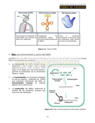 14
Figura 12. Tipos de ARN.
Flujo de información a partir del ADN
La información del ADN se encuentra codificada en la secuencia de sus bases nitrogenadas, la que
fluye y se transmite por medio de
 La replicación del ADN origina nuevas
moléculas de ADN en forma
semiconservativa. Este proceso tiene
lugar en la etapa de S del ciclo celular y
permite la transmisión de la información
célula a célula.
 La transcripción, es el proceso mediante
el cual se originan moléculas de ARNm
que contienen información del ADN. La
transcripción inversa la realizan
algunos virus (retrovirus).
 La traducción del ARNm, determina la
síntesis de las proteínas, proceso que
ocurre en los ribosomas.
Figura 13. Flujo y transmisión de la información genética.
Se encarga de transportar la
información que contiene el
ADN a los ribosomas.
Transportan los
aminoácidos según la
secuencia determinada por
el ARNm.
Junto a proteínas
constituyen la estructura de
los ribosomas, lugar donde
se unen los aminoácidos.
 