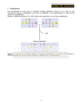 3
Polipéptidos
Los aminoácidos se unen entre sí mediante enlaces peptídicos (Figura 2). La unión de dos
monómeros origina un dipéptido; la de tres un tripéptido y así sucesivamente, a éstos se les
denomina oligopéptidos.
Mayores oligomerizaciones (10 a 100 residuos aminoacídicos), se les llama polipéptidos.
Figura 2. Formación de un dipéptido, mediante síntesis por deshidratación. La ruptura de este enlace se
realiza agregando H2O, proceso llamado hidrólisis, ambos procesos son biocatalizados.
Cadena polipeptídica
 