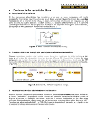 8
Funciones de los nucleótidos libres
a. Mensajeros intracelulares
En las membranas plasmáticas hay receptores a los que se unen compuestos del medio
extracelular (hormonas, neurotransmisores, etc.). Estas uniones inducen la síntesis de segundos
mensajeros en el interior de la célula, es decir, compuestos sintetizados en respuesta de una
señal externa, los cuales activan o inhiben enzimas. Lo descrito anteriormente es el mecanismo
utilizado por las hormonas de tipo proteica. Muchos de los segundos mensajeros son nucleótidos,
por ejemplo el AMPc (adenosin monofosfato cíclico) Figura 5.
Figura 5. AMPc (adenosin monofosfato cíclico).
b. Transportadores de energía que participan en el metabolismo celular
Algunos nucleótidos pueden estar unidos a una, dos o tres moléculas de ácido fosfórico y dan
lugar a un grupo de compuestos ricos en energía (Figura 3). Cuando los enlaces de estos
compuestos se rompen, la energía se utiliza en las reacciones endergónicas. Es el caso del ATP
(un nucleósido trifosfatado) que se forma a partir del ADP, al cual hay que agregarle un fosfato..
(Figura 6).
Figura 6. Sistema ATP / ADP de transporte de energía.
c. Favorecer la actividad catalizadora de las enzimas
Algunas enzimas requieren la presencia de sustancias llamadas coenzimas para poder realizar su
actividad catalizadora. Su principal función consiste en participar en la transferencia de grupos de
átomos aceptando o donando electrones, protones o grupos funcionales en las reacciones
químicas. Los dinucleótidos más comunes son los derivados de vitaminas del complejo B como el NAD+
(nicotinamida adenina dinucleótido) y el FAD, (flavin adenin dinucleótido), los cuales se revisarán en los
procesos enzimáticos relacionados con la respiración celular.
 