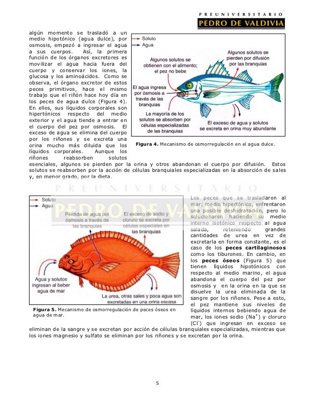 Pdv Biologia Mencion Guia N 26 4 Medio 2012
