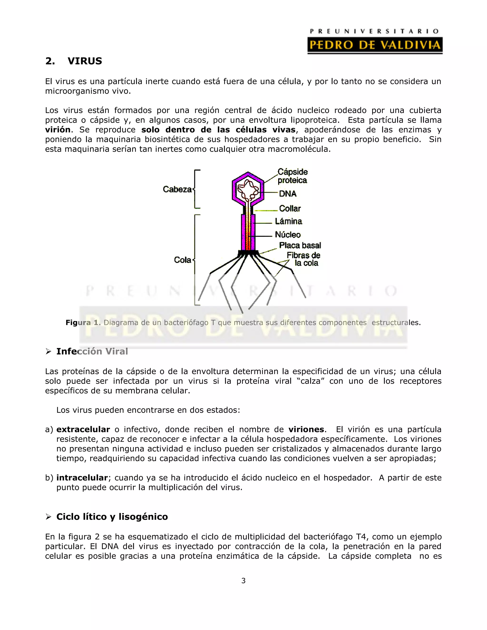 2.     VIRUS

El virus es una partícula inerte cuando está fuera de una célula, y por lo tanto no se considera un
microorganismo vivo.

Los virus están formados por una región central de ácido nucleico rodeado por una cubierta
proteica o cápside y, en algunos casos, por una envoltura lipoproteica. Esta partícula se llama
virión. Se reproduce solo dentro de las células vivas, apoderándose de las enzimas y
poniendo la maquinaria biosintética de sus hospedadores a trabajar en su propio beneficio. Sin
esta maquinaria serían tan inertes como cualquier otra macromolécula.




       Figura 1. Diagrama de un bacteriófago T que muestra sus diferentes componentes estructurales.



 Infección Viral

Las proteínas de la cápside o de la envoltura determinan la especificidad de un virus; una célula
solo puede ser infectada por un virus si la proteína viral “calza” con uno de los receptores
específicos de su membrana celular.

     Los virus pueden encontrarse en dos estados:

a) extracelular o infectivo, donde reciben el nombre de viriones. El virión es una partícula
   resistente, capaz de reconocer e infectar a la célula hospedadora específicamente. Los viriones
   no presentan ninguna actividad e incluso pueden ser cristalizados y almacenados durante largo
   tiempo, readquiriendo su capacidad infectiva cuando las condiciones vuelven a ser apropiadas;

b) intracelular; cuando ya se ha introducido el ácido nucleico en el hospedador. A partir de este
   punto puede ocurrir la multiplicación del virus.


 Ciclo lítico y lisogénico

En la figura 2 se ha esquematizado el ciclo de multiplicidad del bacteriófago T4, como un ejemplo
particular. El DNA del virus es inyectado por contracción de la cola, la penetración en la pared
celular es posible gracias a una proteína enzimática de la cápside. La cápside completa no es


                                                    3
 