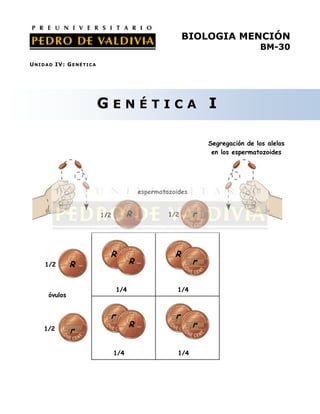 BIOLOGIA MENCIÓN
                                                                                         BM-30
U N I D A D IV: G E N É T I C A




                                  GENÉTICA I

                                                                        Segregación de los alelos
                                                                         en los espermatozoides




                                                  espermatozoides


                                  1/2         R            1/2      r



                                    R                        R
       1/2        R                           R                     r


                                        1/4                   1/4
        óvulos


                                    r                        r
                                              R                     r
      1/2         r

                                        1/4                   1/4
 