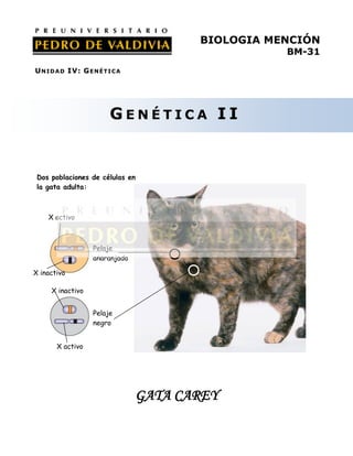 BIOLOGIA MENCIÓN
                                                  BM-31
U N ID AD IV: G E N É T I C A




                         GENÉTICA II


 Dos poblaciones de células en
 la gata adulta:



    X activo



                   Pelaje
                   anaranjado

X inactivo

     X inactivo


                   Pelaje
                   negro


       X activo




                                GATA CAREY
 