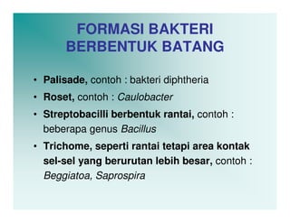 FORMASI BAKTERI
       BERBENTUK BATANG

• Palisade, contoh : bakteri diphtheria
• Roset, contoh : Caulobacter
• Streptobacilli berbentuk rantai, contoh :
  beberapa genus Bacillus
• Trichome, seperti rantai tetapi area kontak
  sel-sel yang berurutan lebih besar, contoh :
  Beggiatoa, Saprospira
 