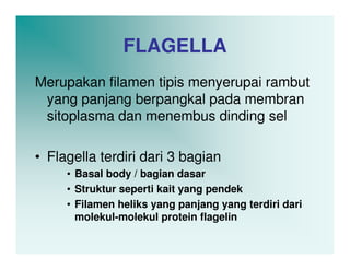 FLAGELLA
Merupakan filamen tipis menyerupai rambut
 yang panjang berpangkal pada membran
 sitoplasma dan menembus dinding sel

• Flagella terdiri dari 3 bagian
     • Basal body / bagian dasar
     • Struktur seperti kait yang pendek
     • Filamen heliks yang panjang yang terdiri dari
       molekul-molekul protein flagelin
 