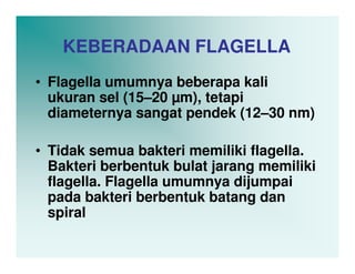 KEBERADAAN FLAGELLA
• Flagella umumnya beberapa kali
  ukuran sel (15–20 µm), tetapi
  diameternya sangat pendek (12–30 nm)

• Tidak semua bakteri memiliki flagella.
  Bakteri berbentuk bulat jarang memiliki
  flagella. Flagella umumnya dijumpai
  pada bakteri berbentuk batang dan
  spiral
 