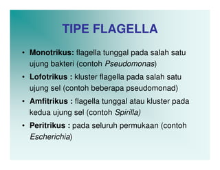 TIPE FLAGELLA
• Monotrikus: flagella tunggal pada salah satu
  ujung bakteri (contoh Pseudomonas)
• Lofotrikus : kluster flagella pada salah satu
  ujung sel (contoh beberapa pseudomonad)
• Amfitrikus : flagella tunggal atau kluster pada
  kedua ujung sel (contoh Spirilla)
• Peritrikus : pada seluruh permukaan (contoh
  Escherichia)
 