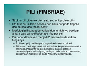 PILI (FIMBRIAE)
• Struktur pili dibentuk oleh satu sub unit protein pilin
• Struktur pili ini lebih pendek dan kaku daripada flagella
  dan muncul dari “basal body”.
• Morfologi pili sangat bervariasi dan jumlahnya berkisar
  antara satu sampai beberapa ribu per sel.
• Pili dapat dibedakan menjadi 2 macam berdasarkan
  fungsinya.
   – F pili (sex pili) : terlibat pada reproduksi seksual bakteri
   – Pili biasa : berfungsi untuk adhesi seluler ke permukaan atau ke
     sel ineng. Pada infeksi, pili membantu bakteri patogen
     menempel pada sel-sel yang terdapat pada saluran pernafasan,
     pencernaan. Contoh : pili pada Neisseria gonorrhoeae.
 