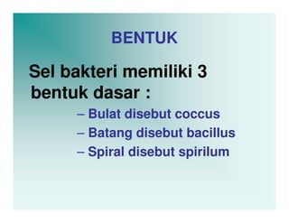 BENTUK

Sel bakteri memiliki 3
bentuk dasar :
     – Bulat disebut coccus
     – Batang disebut bacillus
     – Spiral disebut spirilum
 