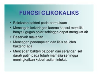 FUNGSI GLIKOKALIKS
• Pelekatan bakteri pada permukaan
• Mencegah kekeringan karena kapsul memiliki
  banyak gugus polar sehingga dapat mengikat air
• Reservoir makanan
• Mencegah penempelan dan lisis sel oleh
  bakteriofaga
• Mencegah bakteri patogen dari serangan sel
  darah putih pada tubuh mamalia sehingga
  meningkatkan keberhasilan infeksi.
 