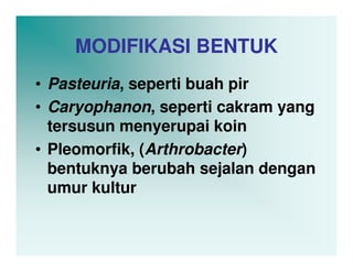 MODIFIKASI BENTUK
• Pasteuria, seperti buah pir
• Caryophanon, seperti cakram yang
  tersusun menyerupai koin
• Pleomorfik, (Arthrobacter)
  bentuknya berubah sejalan dengan
  umur kultur
 