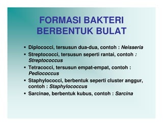 FORMASI BAKTERI
   BERBENTUK BULAT
Diplococci, tersusun dua-dua, contoh : Neisseria
Streptococci, tersusun seperti rantai, contoh :
Streptococcus
Tetracocci, tersusun empat-empat, contoh :
Pediococcus
Staphylococci, berbentuk seperti cluster anggur,
contoh : Staphylococcus
Sarcinae, berbentuk kubus, contoh : Sarcina
 