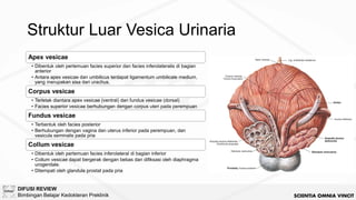 [BM5 2024] Anatomi Urogenitalia dan Reproduksi.pdf