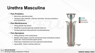 [BM5 2024] Anatomi Urogenitalia dan Reproduksi.pdf