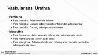[BM5 2024] Anatomi Urogenitalia dan Reproduksi.pdf