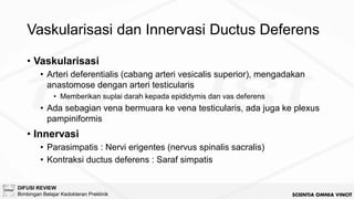 [BM5 2024] Anatomi Urogenitalia dan Reproduksi.pdf