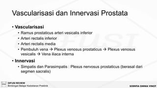 [BM5 2024] Anatomi Urogenitalia dan Reproduksi.pdf