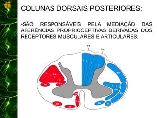 COLUNAS DORSAIS POSTERIORES:
•SÃO RESPONSÁVEIS PELA MEDIAÇÃO DAS
AFERÊNCIAS PROPRIOCEPTIVAS DERIVADAS DOS
RECEPTORES MUSCULARES E ARTICULARES.
 