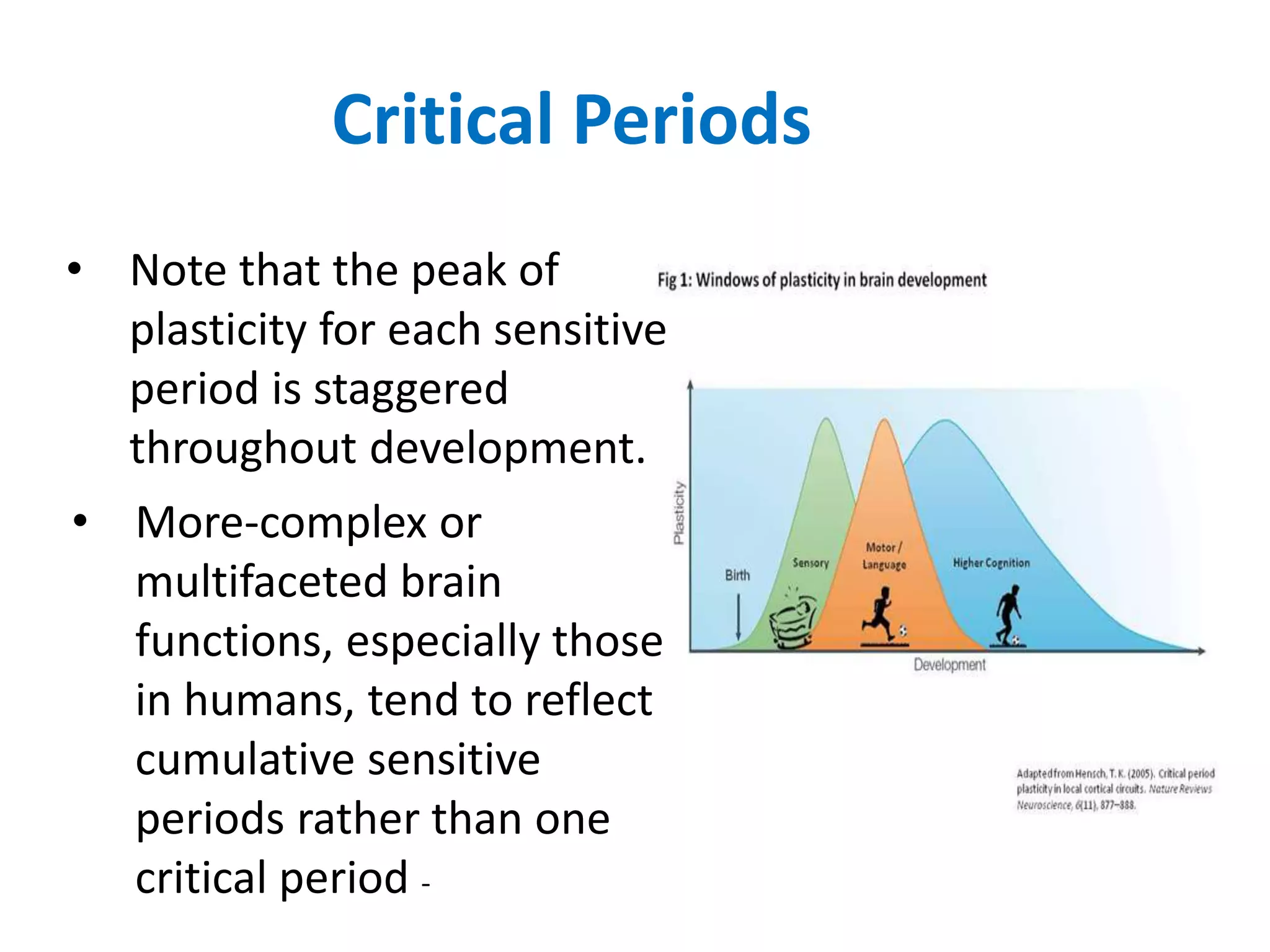 Critical Periods 
• Note that the peak of 
plasticity for each sensitive 
period is staggered 
throughout development. 
• More-complex or 
multifaceted brain 
functions, especially those 
in humans, tend to reflect 
cumulative sensitive 
periods rather than one 
critical period - 
 