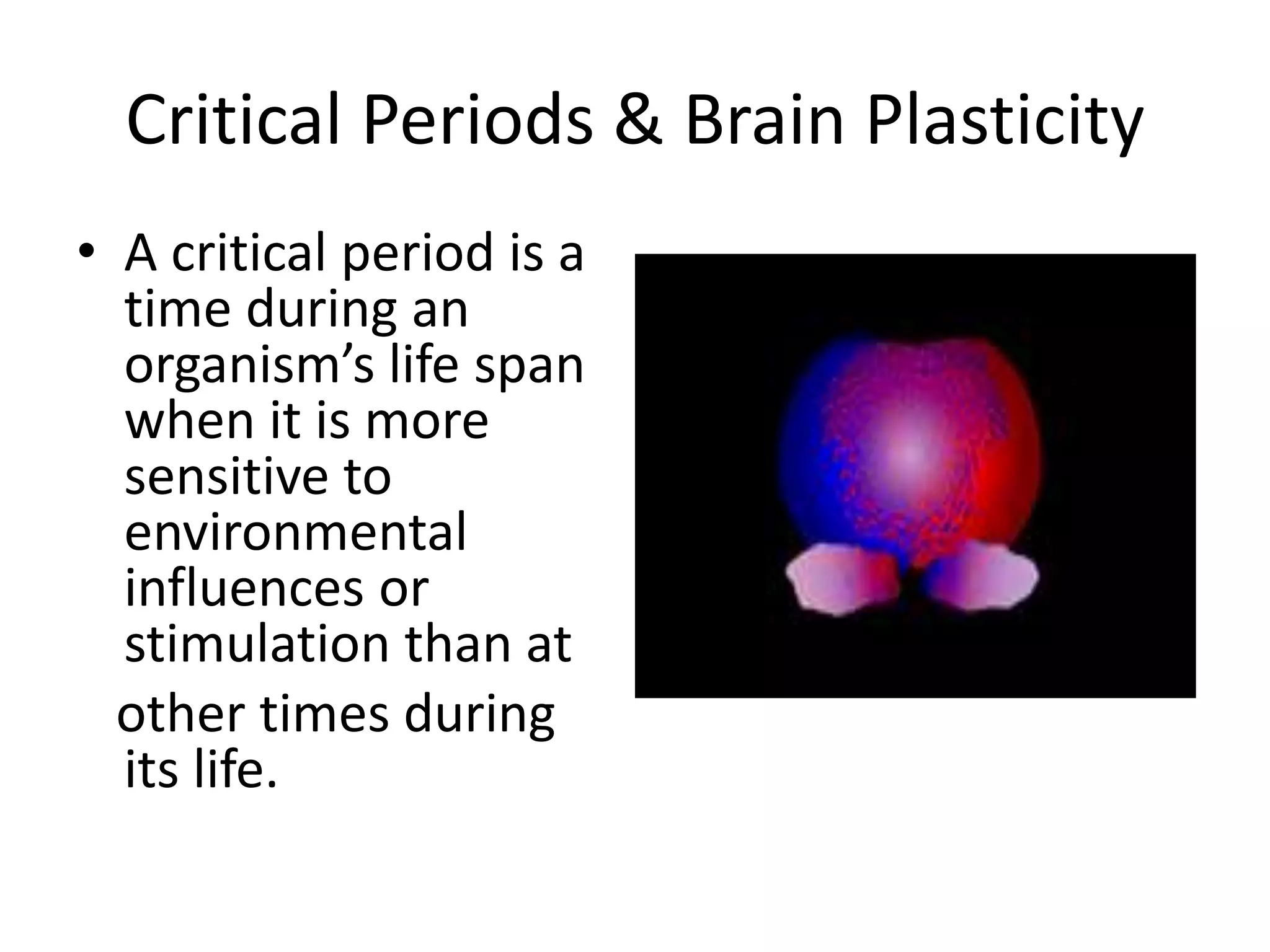 Critical Periods & Brain Plasticity 
• A critical period is a 
time during an 
organism’s life span 
when it is more 
sensitive to 
environmental 
influences or 
stimulation than at 
other times during 
its life. 
 