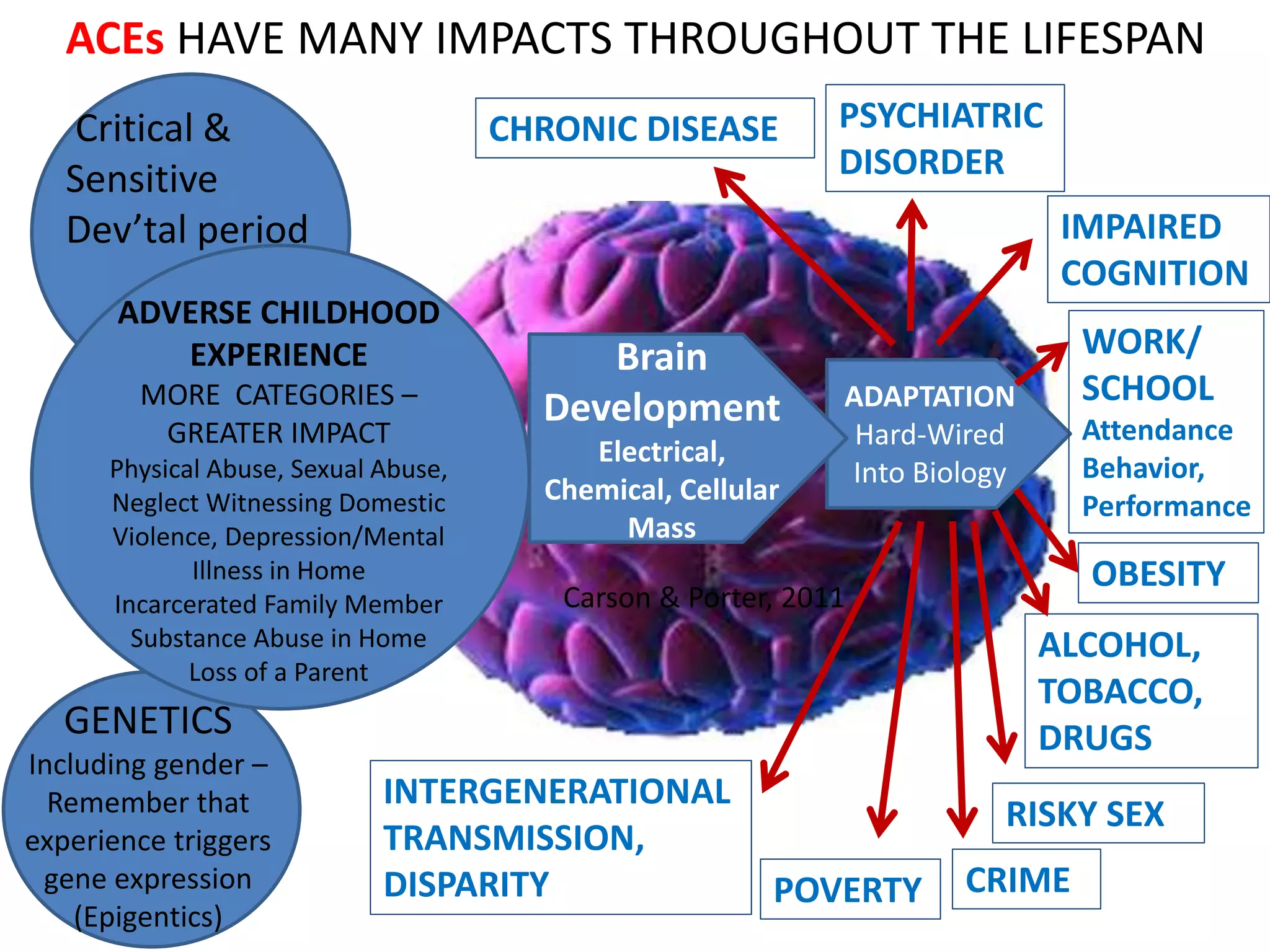 ACEs HAVE MANY IMPACTS THROUGHOUT THE LIFESPAN 
Critical & 
Sensitive 
Dev’tal period 
ADVERSE CHILDHOOD 
EXPERIENCE 
MORE CATEGORIES – 
GREATER IMPACT 
Physical Abuse, Sexual Abuse, 
Neglect Witnessing Domestic 
Violence, Depression/Mental 
Illness in Home 
Incarcerated Family Member 
Substance Abuse in Home 
Loss of a Parent 
GENETICS 
Including gender – 
Remember that 
experience triggers 
gene expression 
(Epigentics) 
CHRONIC DISEASE PSYCHIATRIC 
ADAPTATION 
Hard-Wired 
Into Biology 
Brain 
Development 
Electrical, 
Chemical, Cellular 
Mass 
DISORDER 
IMPAIRED 
COGNITION 
WORK/ 
SCHOOL 
Attendance 
Behavior, 
Performance 
OBESITY 
ALCOHOL, 
TOBACCO, 
DRUGS 
RISKY SEX 
Carson & Porter, 2011 
POVERTY CRIME 
INTERGENERATIONAL 
TRANSMISSION, 
DISPARITY 
 