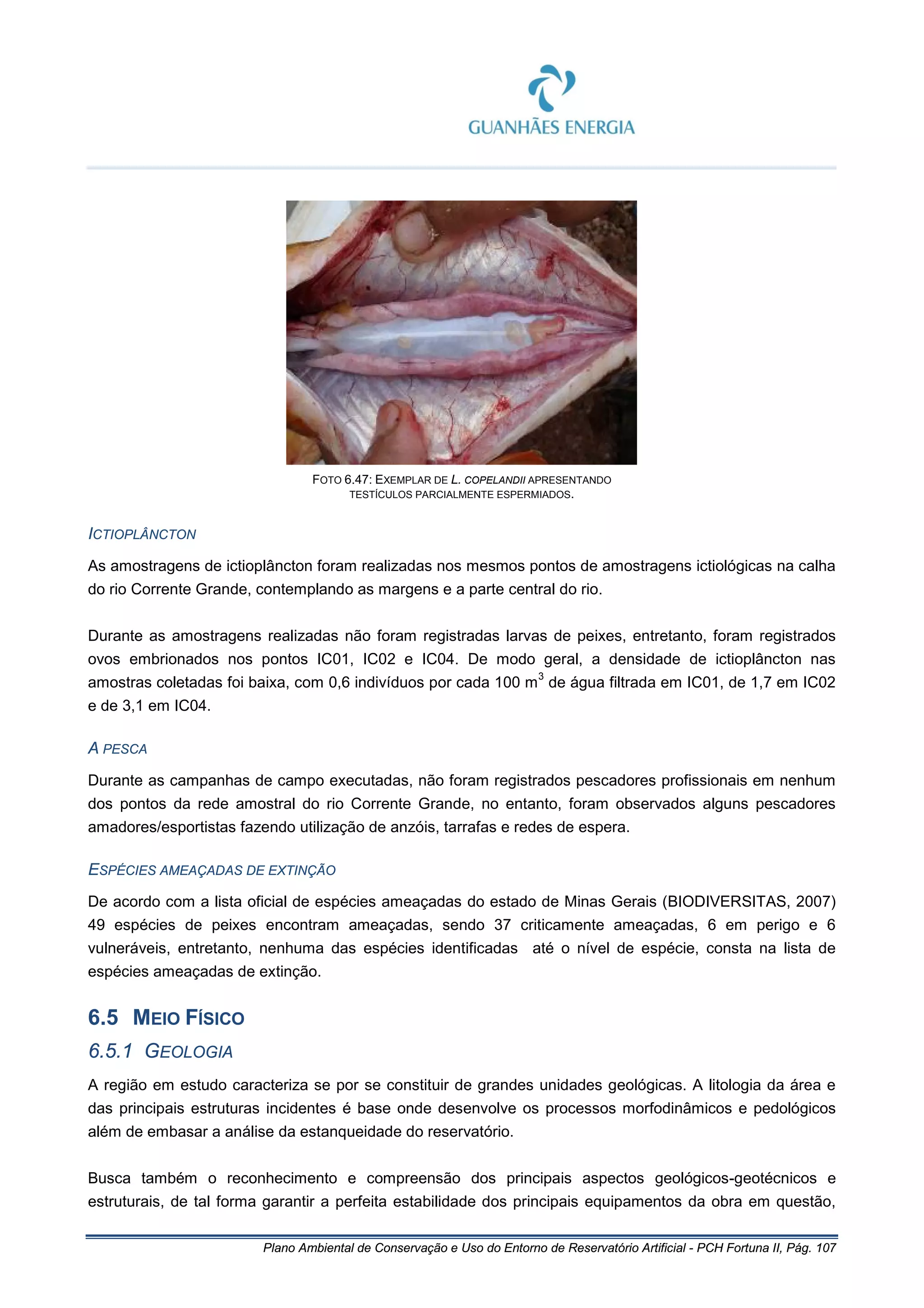 Plano Ambiental de Conservação e Uso do Entorno de Reservatório Artificial - PCH Fortuna II, Pág. 107
FOTO 6.47: EXEMPLAR DE L. COPELANDII APRESENTANDO
TESTÍCULOS PARCIALMENTE ESPERMIADOS.
ICTIOPLÂNCTON
As amostragens de ictioplâncton foram realizadas nos mesmos pontos de amostragens ictiológicas na calha
do rio Corrente Grande, contemplando as margens e a parte central do rio.
Durante as amostragens realizadas não foram registradas larvas de peixes, entretanto, foram registrados
ovos embrionados nos pontos IC01, IC02 e IC04. De modo geral, a densidade de ictioplâncton nas
amostras coletadas foi baixa, com 0,6 indivíduos por cada 100 m
3
de água filtrada em IC01, de 1,7 em IC02
e de 3,1 em IC04.
A PESCA
Durante as campanhas de campo executadas, não foram registrados pescadores profissionais em nenhum
dos pontos da rede amostral do rio Corrente Grande, no entanto, foram observados alguns pescadores
amadores/esportistas fazendo utilização de anzóis, tarrafas e redes de espera.
ESPÉCIES AMEAÇADAS DE EXTINÇÃO
De acordo com a lista oficial de espécies ameaçadas do estado de Minas Gerais (BIODIVERSITAS, 2007)
49 espécies de peixes encontram ameaçadas, sendo 37 criticamente ameaçadas, 6 em perigo e 6
vulneráveis, entretanto, nenhuma das espécies identificadas até o nível de espécie, consta na lista de
espécies ameaçadas de extinção.
6.5 MEIO FÍSICO
6.5.1 GEOLOGIA
A região em estudo caracteriza se por se constituir de grandes unidades geológicas. A litologia da área e
das principais estruturas incidentes é base onde desenvolve os processos morfodinâmicos e pedológicos
além de embasar a análise da estanqueidade do reservatório.
Busca também o reconhecimento e compreensão dos principais aspectos geológicos-geotécnicos e
estruturais, de tal forma garantir a perfeita estabilidade dos principais equipamentos da obra em questão,
 