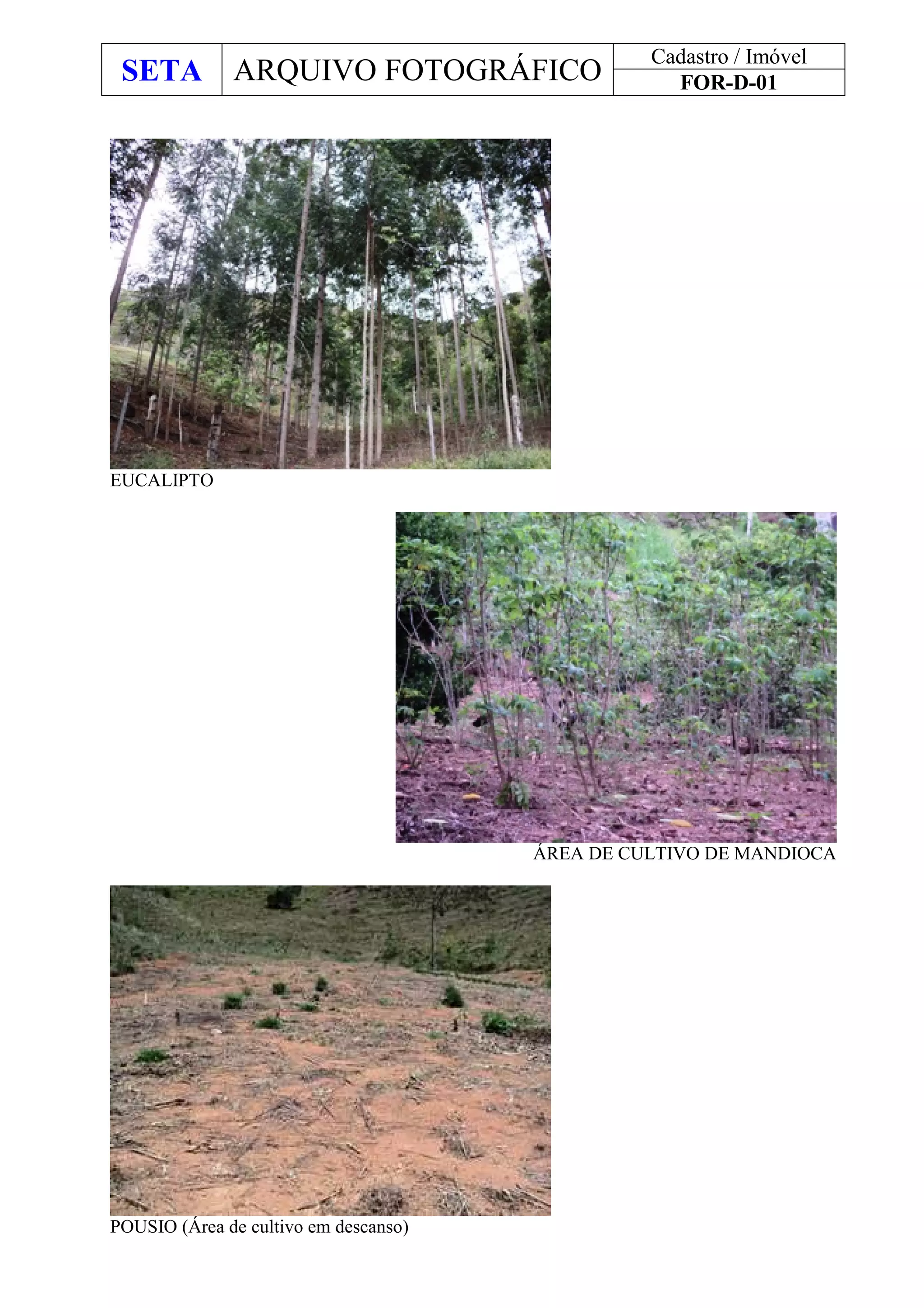SETA ARQUIVO FOTOGRÁFICO
Cadastro / Imóvel
FOR-D-01
EUCALIPTO
ÁREA DE CULTIVO DE MANDIOCA
POUSIO (Área de cultivo em descanso)
 