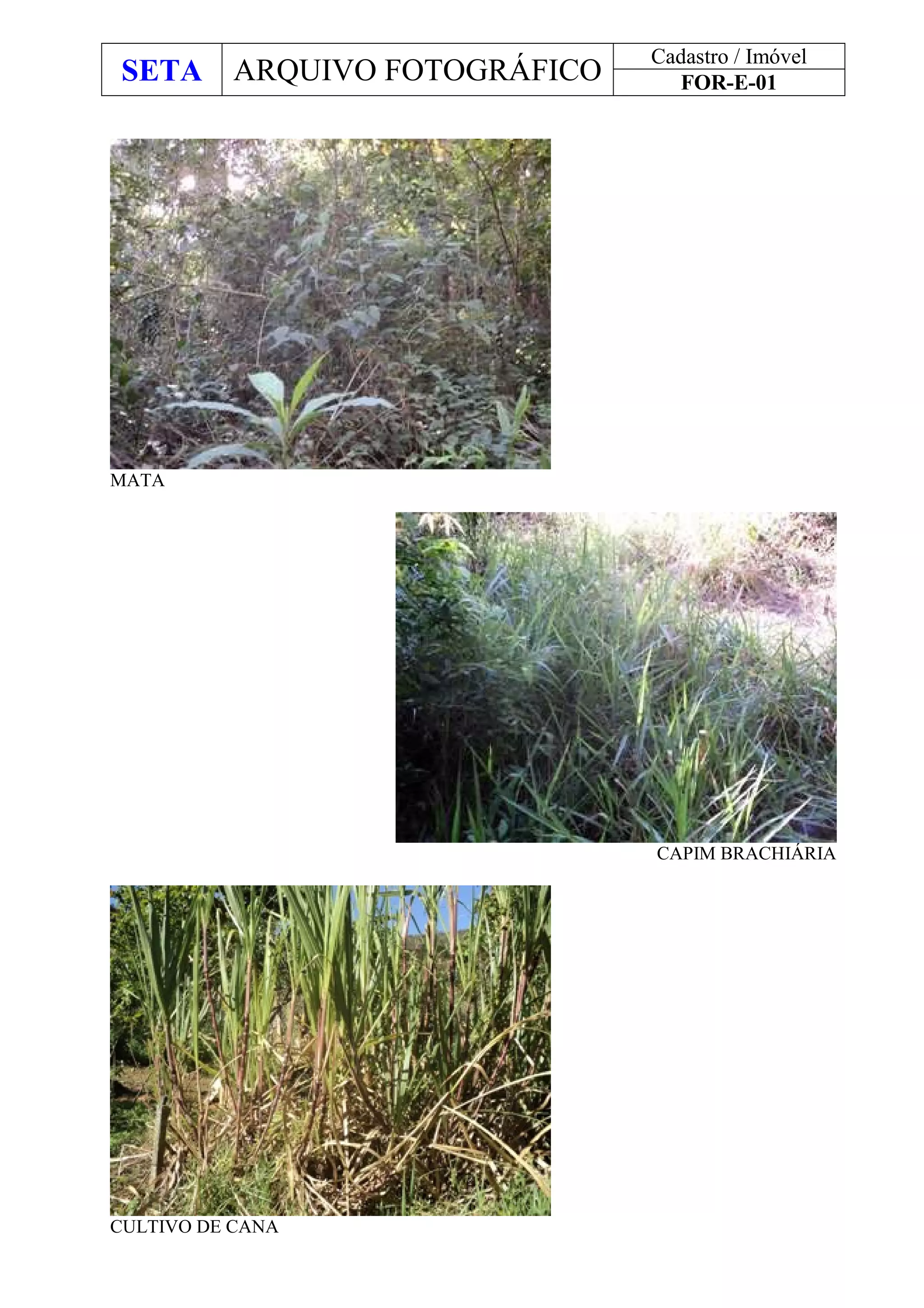 SETA ARQUIVO FOTOGRÁFICO
Cadastro / Imóvel
FOR-E-01
MATA
CAPIM BRACHIÁRIA
CULTIVO DE CANA
 