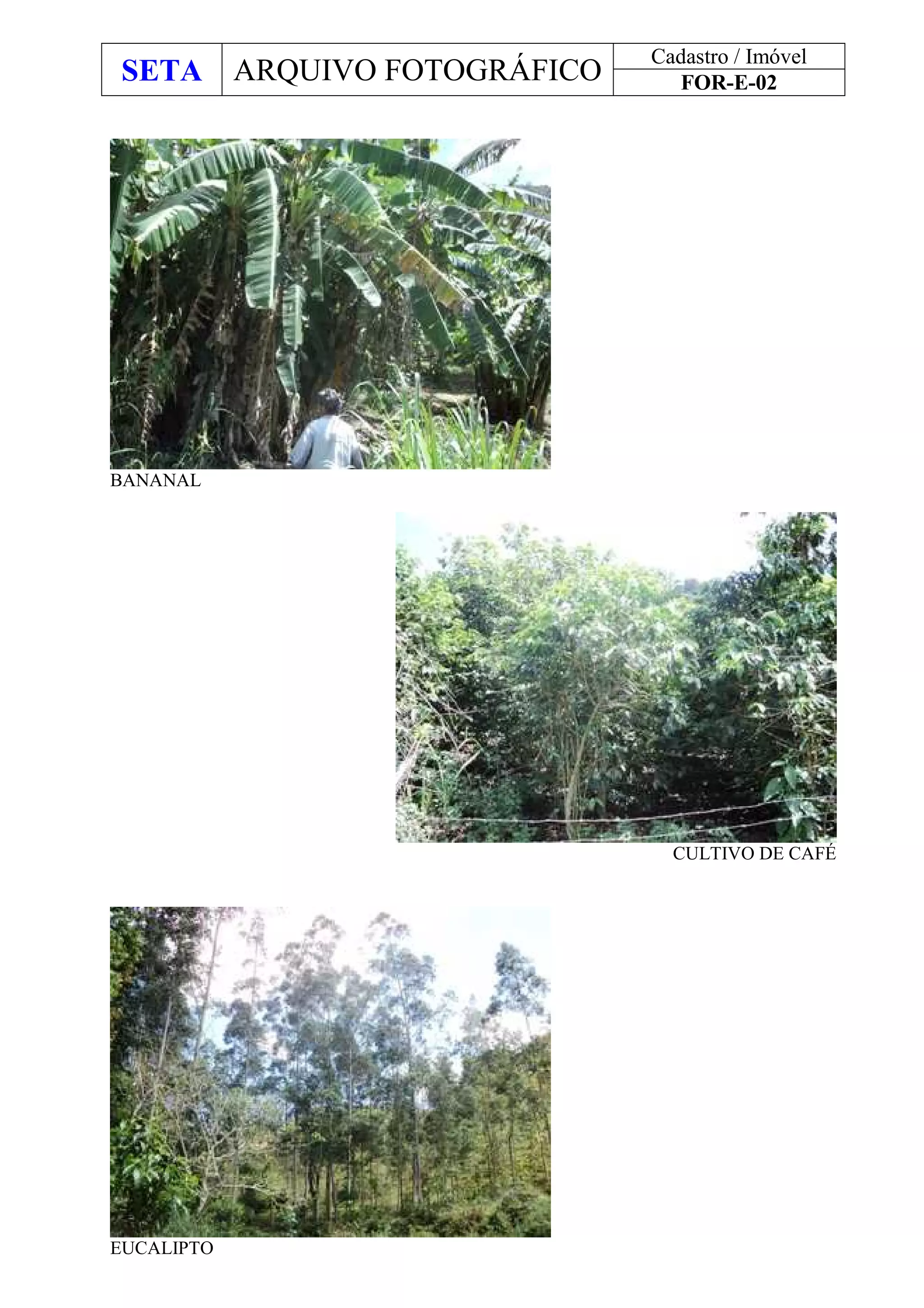 SETA ARQUIVO FOTOGRÁFICO
Cadastro / Imóvel
FOR-E-02
BANANAL
CULTIVO DE CAFÉ
EUCALIPTO
 