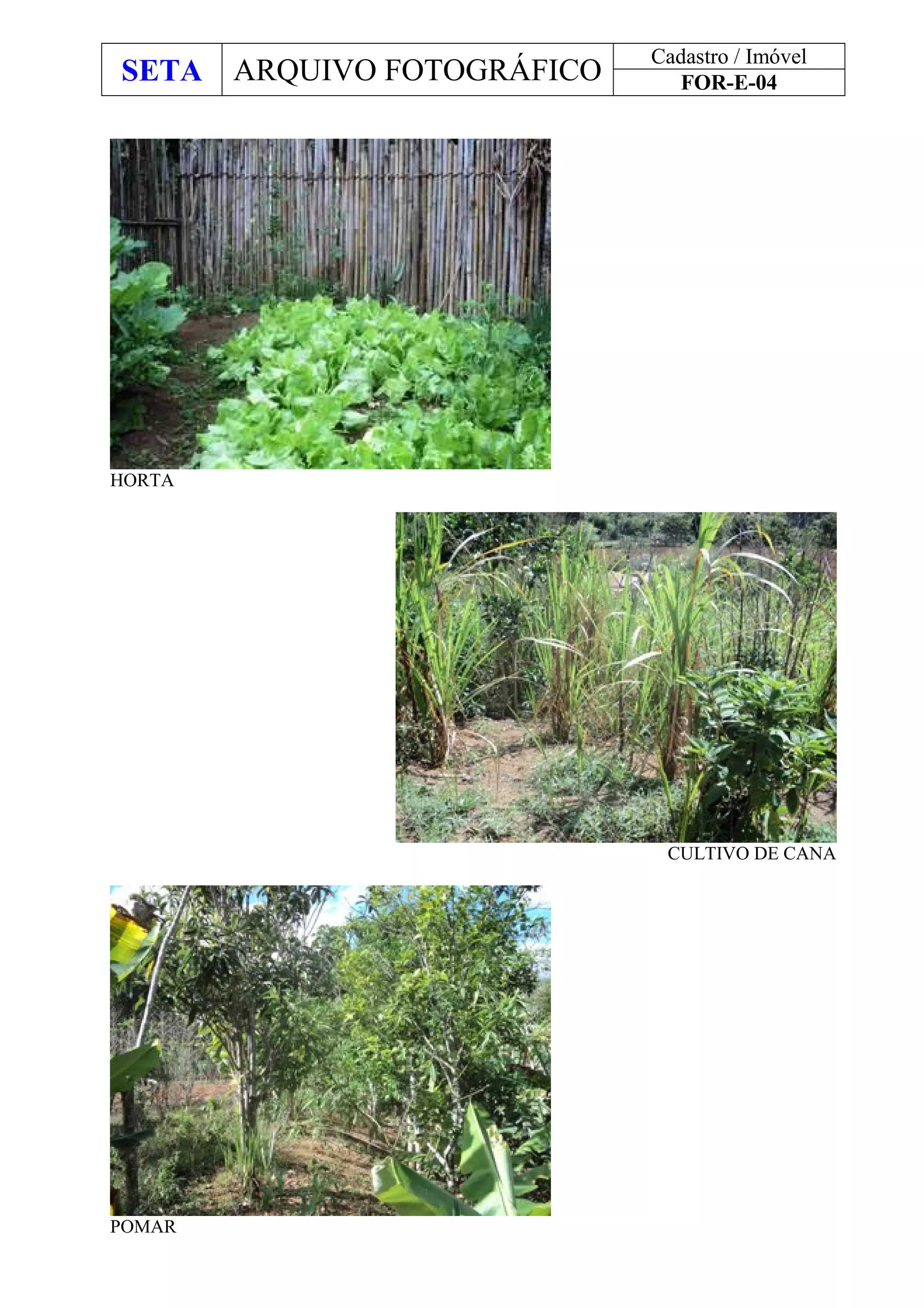 SETA ARQUIVO FOTOGRÁFICO
Cadastro / Imóvel
FOR-E-04
HORTA
CULTIVO DE CANA
POMAR
 