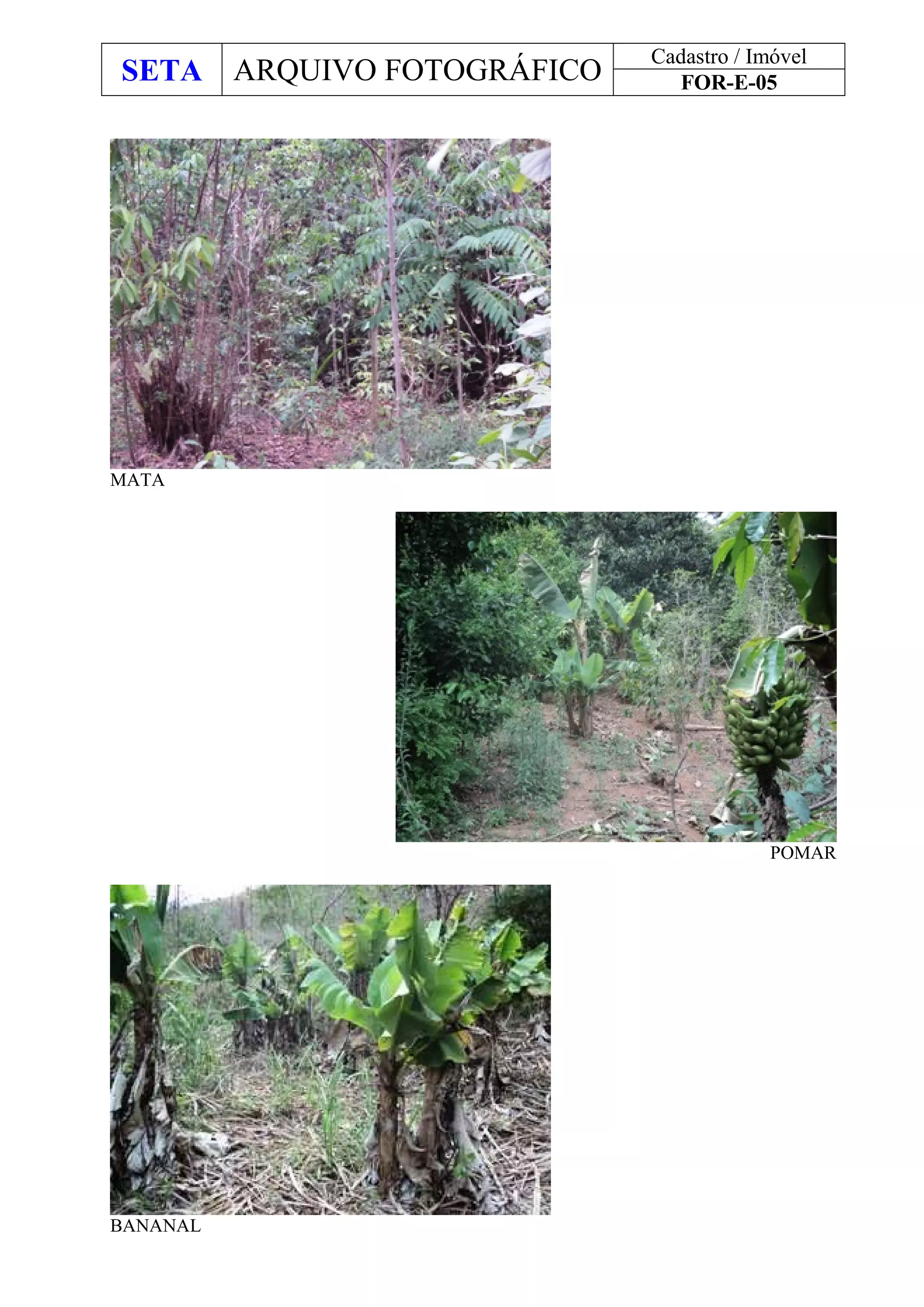SETA ARQUIVO FOTOGRÁFICO
Cadastro / Imóvel
FOR-E-05
MATA
POMAR
BANANAL
 