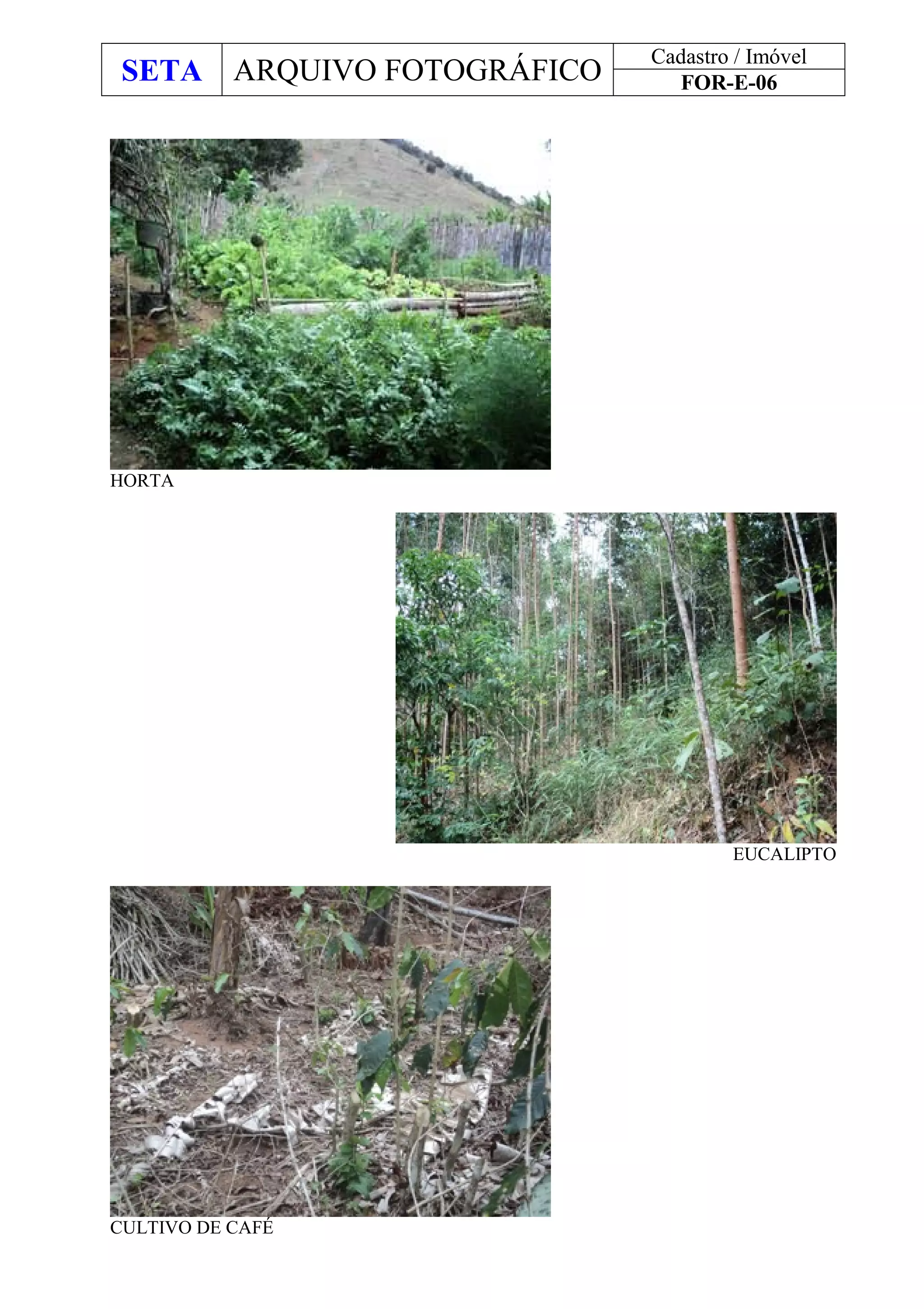 SETA ARQUIVO FOTOGRÁFICO
Cadastro / Imóvel
FOR-E-06
HORTA
EUCALIPTO
CULTIVO DE CAFÉ
 
