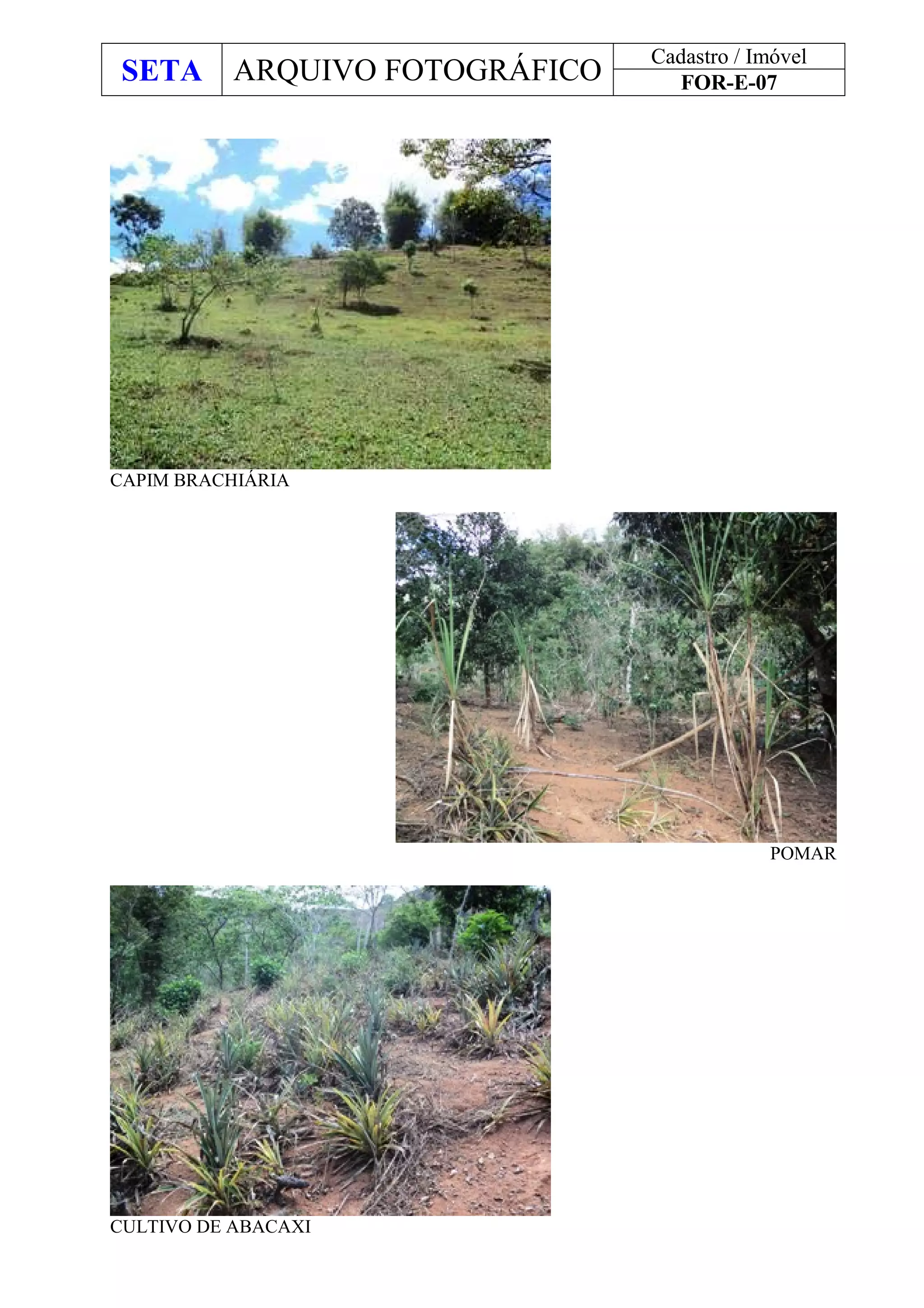 SETA ARQUIVO FOTOGRÁFICO
Cadastro / Imóvel
FOR-E-07
CAPIM BRACHIÁRIA
POMAR
CULTIVO DE ABACAXI
 