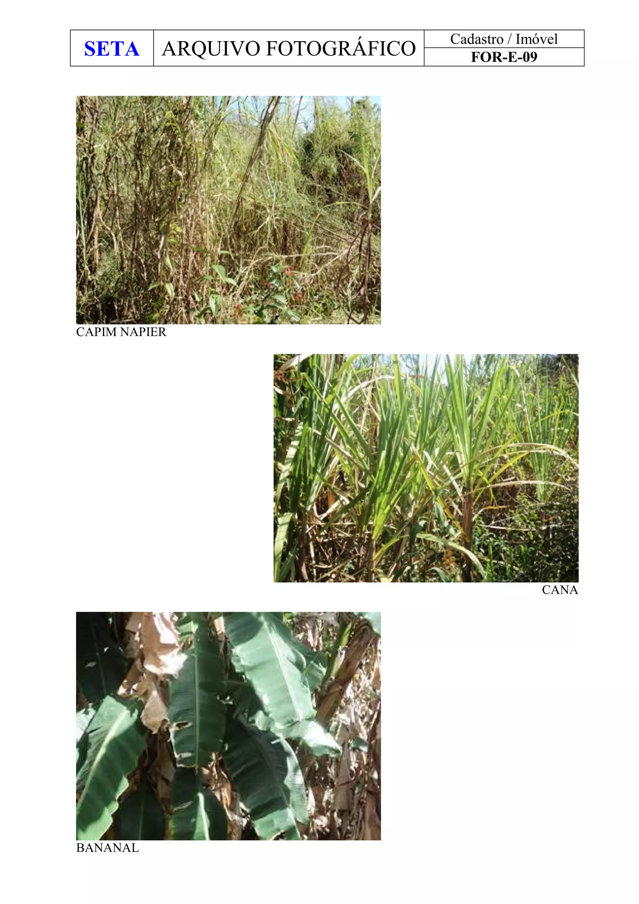 SETA ARQUIVO FOTOGRÁFICO
Cadastro / Imóvel
FOR-E-09
CAPIM NAPIER
CANA
BANANAL
 