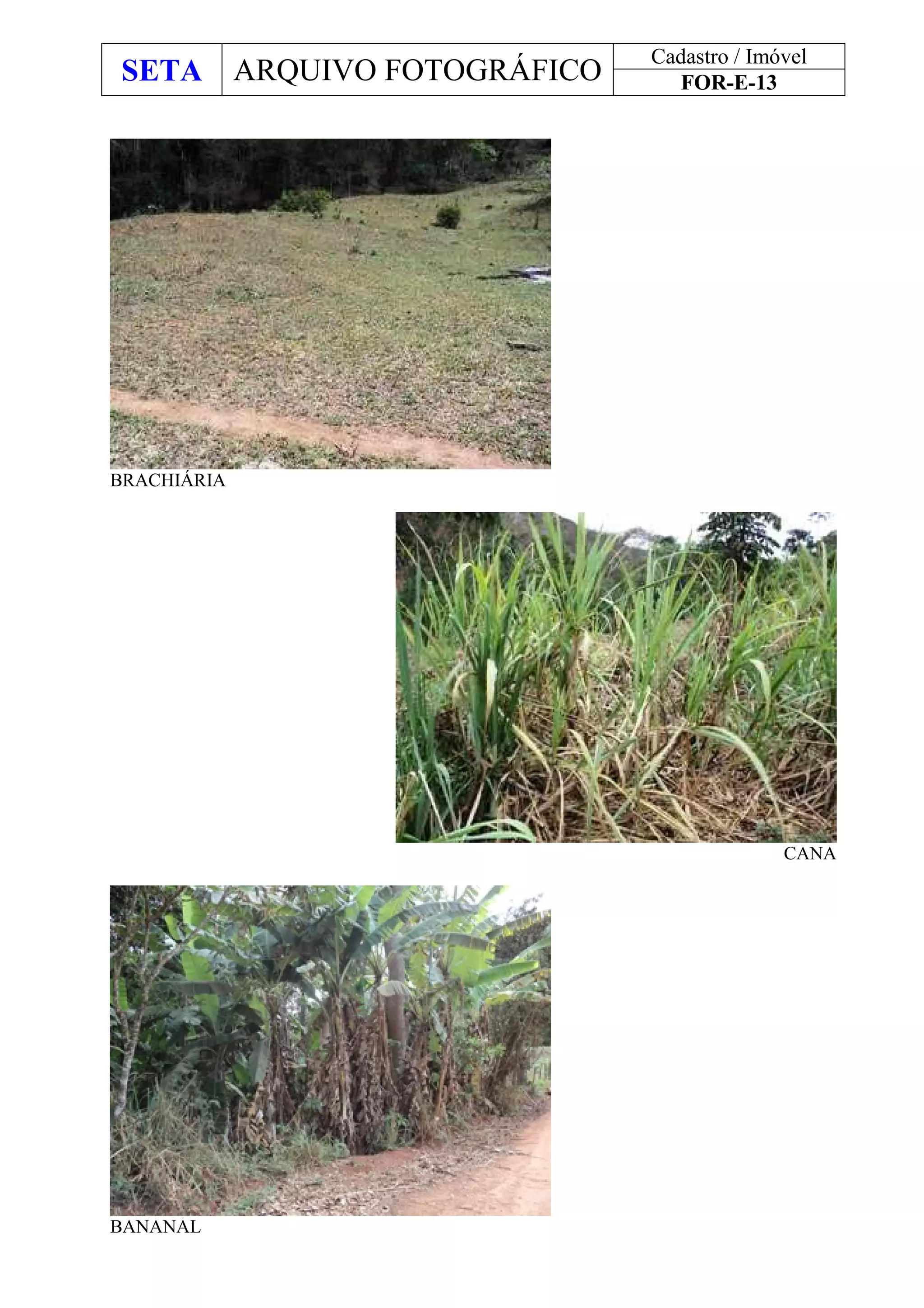 SETA ARQUIVO FOTOGRÁFICO
Cadastro / Imóvel
FOR-E-13
BRACHIÁRIA
CANA
BANANAL
 