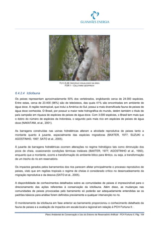 Plano Ambiental de Conservação e Uso do Entorno de Reservatório Artificial - PCH Fortuna II, Pág. 104
FOTO 6.46: INDIVÍDUO VISUALIZADO NA ÁREA
FOR 1 – CALLITHRIX GEOFFROYI
6.4.2.4 Ictiofauna
Os peixes representam aproximadamente 50% dos vertebrados, englobando cerca de 24.000 espécies.
Entre estas, cerca de 23.400 (96%) são de teleósteos, das quais 41% são encontradas em ambiente de
água doce. A região neotropical, que inclui a América do Sul, possui a mais diversificada fauna de peixes de
água doce conhecida. O Brasil, por possuir a maior rede hidrográfica do mundo, detém também o título de
país campeão em riqueza de espécies de peixes de água doce. Com 3.000 espécies, o Brasil tem mais que
o dobro do número de espécies da Indonésia, o segundo país mais rico em espécies de peixes de água
doce (NAKATANI, et al., 2001).
As barragens construídas nas usinas hidrelétricas alteram a atividade reprodutiva de peixes tanto a
montante quanto à jusante, especialmente das espécies migradoras (BAXTER, 1977; SUZUKI e
AGOSTINHO, 1997; SATO et al., 2005).
À jusante de barragens hidrelétricas ocorrem alterações no regime hidrológico tais como diminuição dos
picos de cheia, ocasionando condições térmicas instáveis (BAXTER, 1977; AGOSTINHO et al., 1993),
enquanto que a montante, ocorre a transformação do ambiente lótico para lêntico, ou seja, a transformação
de um trecho do rio em reservatório.
Os impactos gerados pelos barramentos dos rios parecem afetar principalmente o processo reprodutivo de
peixes, visto que em regiões tropicais o regime de cheias é considerado crítico no desencadeamento da
migração reprodutiva e da desova (SATO et al., 2005).
A disponibilidade de conhecimentos detalhados sobre as comunidades de peixes é imprescindível para o
direcionamento das ações referentes à conservação da ictiofauna. Além disso, as mudanças nas
comunidades de peixes provocadas pelo barramento só poderão ser adequadamente entendidas se os
padrões básicos para análise forem definidos previamente a qualquer intervenção no rio.
O monitoramento da ictiofauna em fase anterior ao barramento proporcionou o conhecimento detalhado da
fauna de peixes e a avaliação de impactos em escala local e regional em relação à PCH Fortuna II.·.
 
