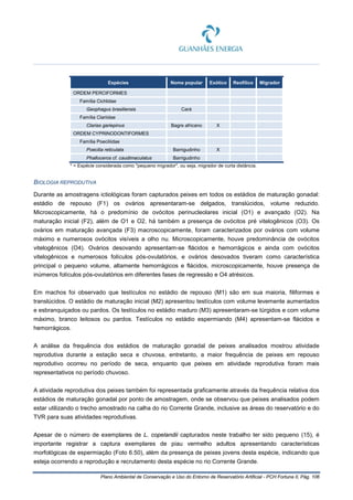Plano Ambiental de Conservação e Uso do Entorno de Reservatório Artificial - PCH Fortuna II, Pág. 106
Espécies Nome popular Exótico Reofílico Migrador
ORDEM PERCIFORMES
Família Cichlidae
Geophagus brasiliensis Cará
Família Clariidae
Clarias gariepinus Bagre africano X
ORDEM CYPRINODONTIFORMES
Família Poeciliidae
Poecilia reticulata Barrigudinho X
Phalloceros cf. caudimaculatus Barrigudinho
* = Espécie considerada como "pequeno migrador", ou seja, migrador de curta distância.
BIOLOGIA REPRODUTIVA
Durante as amostragens ictiológicas foram capturados peixes em todos os estádios de maturação gonadal:
estádio de repouso (F1) os ovários apresentaram-se delgados, translúcidos, volume reduzido.
Microscopicamente, há o predomínio de ovócitos perinucleolares inicial (O1) e avançado (O2). Na
maturação inicial (F2), além de O1 e O2, há também a presença de ovócitos pré vitelogênicos (O3). Os
ovários em maturação avançada (F3) macroscopicamente, foram caracterizados por ovários com volume
máximo e numerosos ovócitos visíveis a olho nu. Microscopicamente, houve predominância de ovócitos
vitelogênicos (O4). Ovários desovando apresentam-se flácidos e hemorrágicos e ainda com ovócitos
vitelogênicos e numerosos folículos pós-ovulatórios, e ovários desovados tiveram como característica
principal o pequeno volume, altamente hemorrágicos e flácidos, microscopicamente, houve presença de
inúmeros folículos pós-ovulatórios em diferentes fases de regressão e O4 atrésicos.
Em machos foi observado que testículos no estádio de repouso (M1) são em sua maioria, filiformes e
translúcidos. O estádio de maturação inicial (M2) apresentou testículos com volume levemente aumentados
e esbranquiçados ou pardos. Os testículos no estádio maduro (M3) apresentaram-se túrgidos e com volume
máximo, branco leitosos ou pardos. Testículos no estádio espermiando (M4) apresentam-se flácidos e
hemorrágicos.
A análise da frequência dos estádios de maturação gonadal de peixes analisados mostrou atividade
reprodutiva durante a estação seca e chuvosa, entretanto, a maior frequência de peixes em repouso
reprodutivo ocorreu no período de seca, enquanto que peixes em atividade reprodutiva foram mais
representativos no período chuvoso.
A atividade reprodutiva dos peixes também foi representada graficamente através da frequência relativa dos
estádios de maturação gonadal por ponto de amostragem, onde se observou que peixes analisados podem
estar utilizando o trecho amostrado na calha do rio Corrente Grande, inclusive as áreas do reservatório e do
TVR para suas atividades reprodutivas.
Apesar de o número de exemplares de L. copelandii capturados neste trabalho ter sido pequeno (15), é
importante registrar a captura exemplares de piau vermelho adultos apresentando características
morfológicas de espermiação (Foto 6.50), além da presença de peixes jovens desta espécie, indicando que
esteja ocorrendo a reprodução e recrutamento desta espécie no rio Corrente Grande.
 