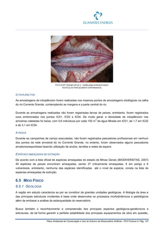 Plano Ambiental de Conservação e Uso do Entorno de Reservatório Artificial - PCH Fortuna II, Pág. 107
FOTO 6.47: EXEMPLAR DE L. COPELANDII APRESENTANDO
TESTÍCULOS PARCIALMENTE ESPERMIADOS.
ICTIOPLÂNCTON
As amostragens de ictioplâncton foram realizadas nos mesmos pontos de amostragens ictiológicas na calha
do rio Corrente Grande, contemplando as margens e a parte central do rio.
Durante as amostragens realizadas não foram registradas larvas de peixes, entretanto, foram registrados
ovos embrionados nos pontos IC01, IC02 e IC04. De modo geral, a densidade de ictioplâncton nas
amostras coletadas foi baixa, com 0,6 indivíduos por cada 100 m
3
de água filtrada em IC01, de 1,7 em IC02
e de 3,1 em IC04.
A PESCA
Durante as campanhas de campo executadas, não foram registrados pescadores profissionais em nenhum
dos pontos da rede amostral do rio Corrente Grande, no entanto, foram observados alguns pescadores
amadores/esportistas fazendo utilização de anzóis, tarrafas e redes de espera.
ESPÉCIES AMEAÇADAS DE EXTINÇÃO
De acordo com a lista oficial de espécies ameaçadas do estado de Minas Gerais (BIODIVERSITAS, 2007)
49 espécies de peixes encontram ameaçadas, sendo 37 criticamente ameaçadas, 6 em perigo e 6
vulneráveis, entretanto, nenhuma das espécies identificadas até o nível de espécie, consta na lista de
espécies ameaçadas de extinção.
6.5 MEIO FÍSICO
6.5.1 GEOLOGIA
A região em estudo caracteriza se por se constituir de grandes unidades geológicas. A litologia da área e
das principais estruturas incidentes é base onde desenvolve os processos morfodinâmicos e pedológicos
além de embasar a análise da estanqueidade do reservatório.
Busca também o reconhecimento e compreensão dos principais aspectos geológicos-geotécnicos e
estruturais, de tal forma garantir a perfeita estabilidade dos principais equipamentos da obra em questão,
 