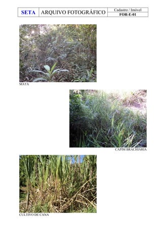 SETA ARQUIVO FOTOGRÁFICO
Cadastro / Imóvel
FOR-E-01
MATA
CAPIM BRACHIÁRIA
CULTIVO DE CANA
 