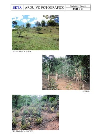 SETA ARQUIVO FOTOGRÁFICO
Cadastro / Imóvel
FOR-E-07
CAPIM BRACHIÁRIA
POMAR
CULTIVO DE ABACAXI
 