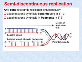 Semi-discontinuous replication
Anti parallel strands replicated simultaneously
 Leading strand synthesis continuously in 5’– 3’
 Lagging strand synthesis in fragments in 5’-3’
 