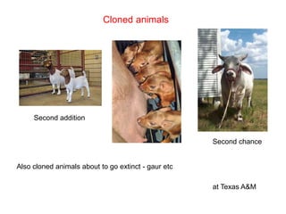 Cloned animals
Second addition
Second chance
at Texas A&M
Also cloned animals about to go extinct - gaur etc
 