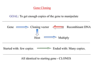 Gene Cloning
All identical to starting gene - CLONES
Gene
Host
Cloning vector Recombinant DNA
Started with: few copies
GOAL: To get enough copies of the gene to manipulate
Multiply
Ended with: Many copies.
 